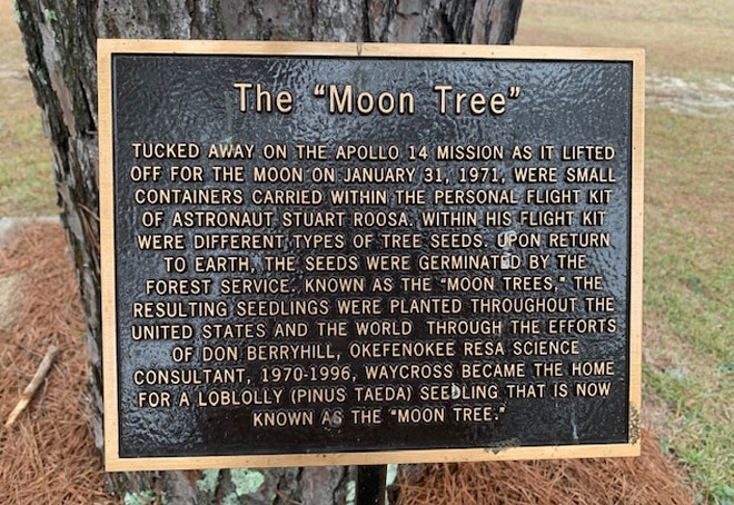 The moon tree